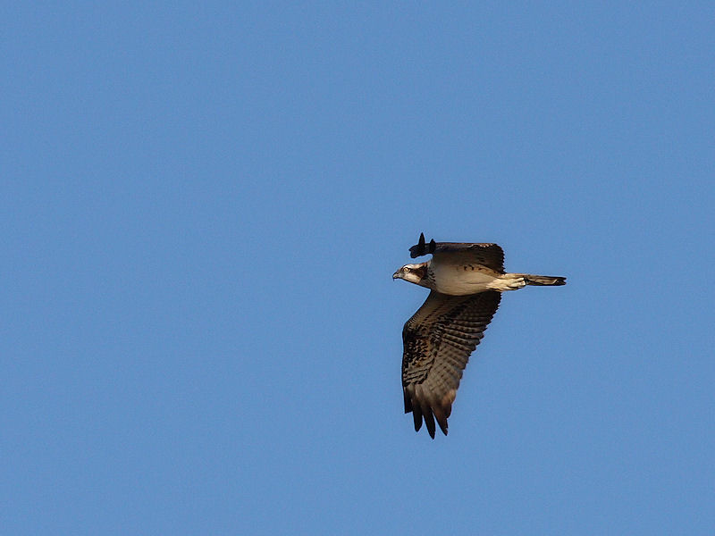 identificazione del rapace